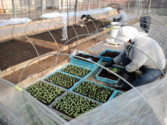 小林直太郎農園｜元気に揃って発芽したメロンのカイワレ苗を鉢上げします