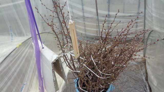 電熱育苗温床で啓翁桜の開花促進