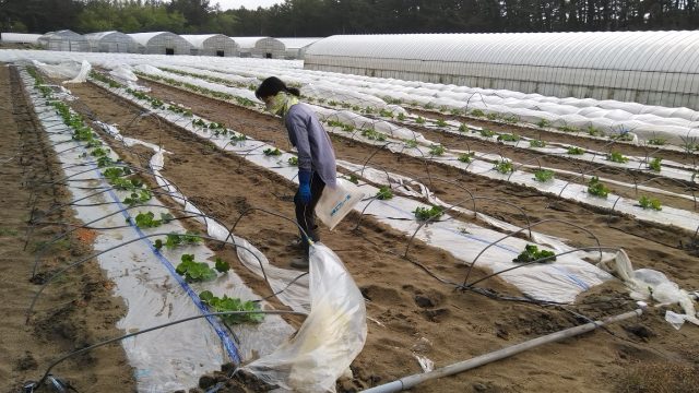 露地トンネルが強風で剥がれた