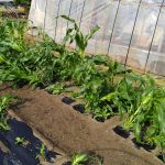 家庭菜園のトウモロコシ、倒れる