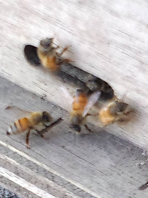 巣箱入口のミツバチ