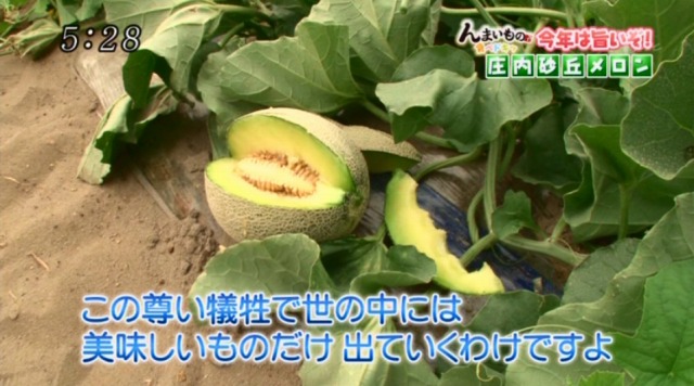 小林直太郎農園｜実際に放映された映像、メロン収穫時は実際に食味を確認する事を説明