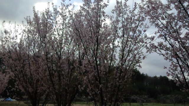 圃場で満開の啓翁桜