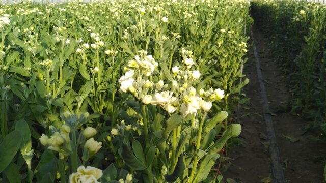 ストックの開花確認