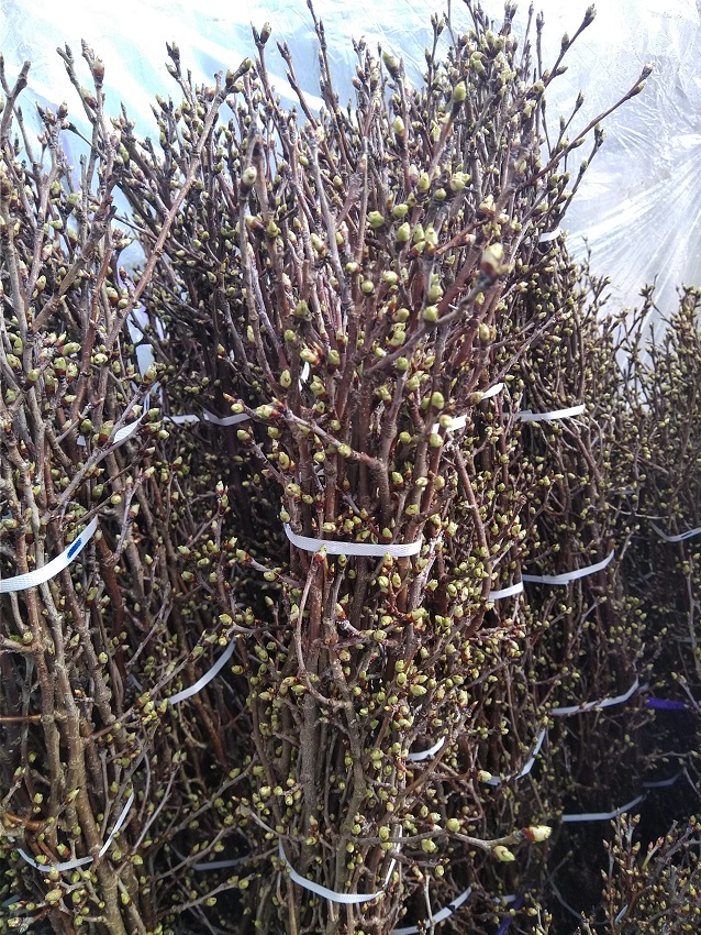啓翁桜を温床で加温し開花促進