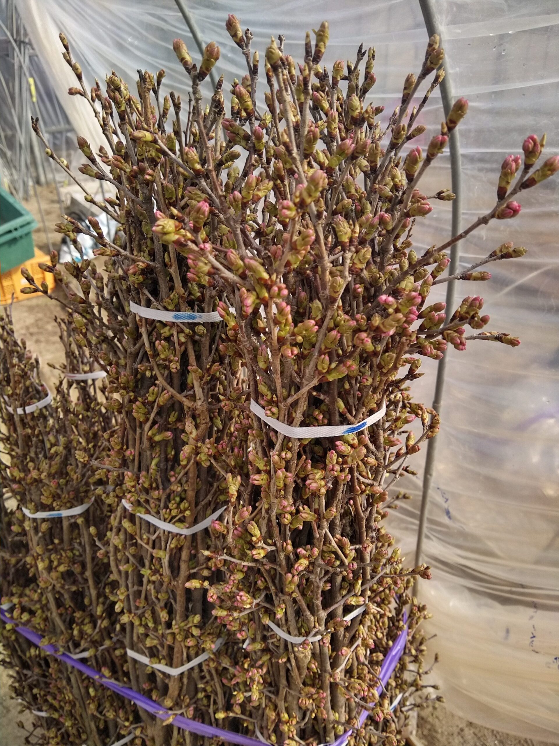 啓翁桜の蕾が色付き出荷可能になりました