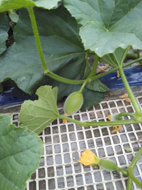 今年もメロン子食べ放題の季節がやってきた