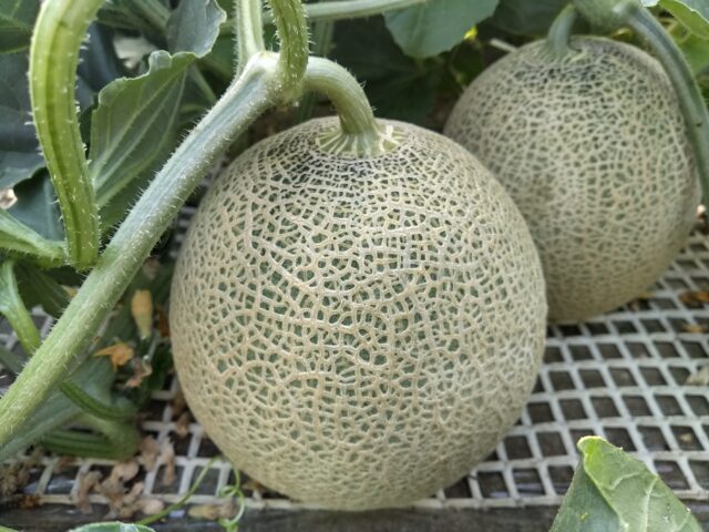 キレイにネット模様の入ったメロン
