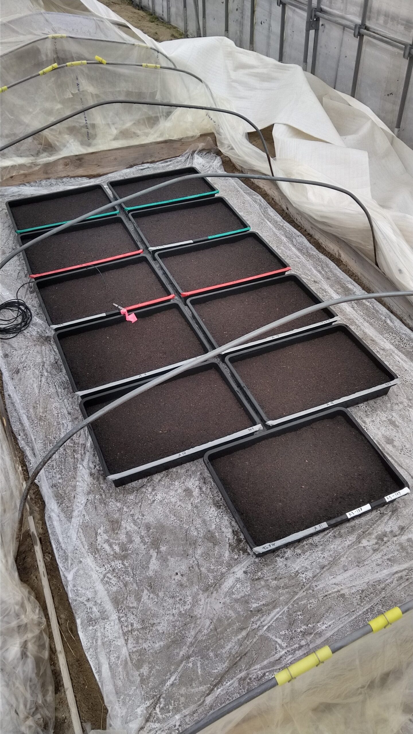 メロンの種をまいた育苗トレイが並べられた発芽温床