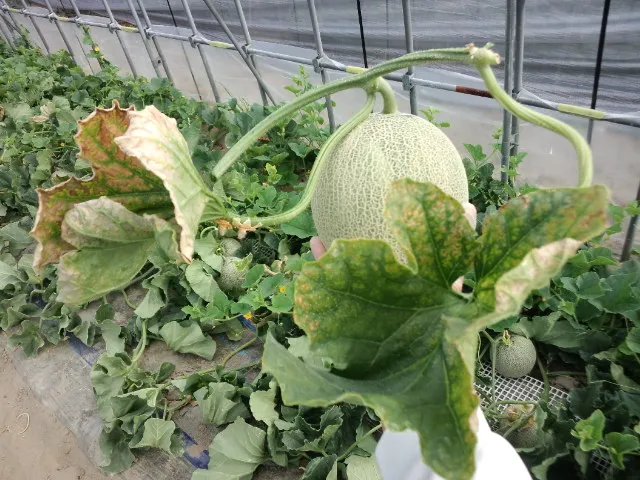 半年間の努力が1つの果実に凝縮される