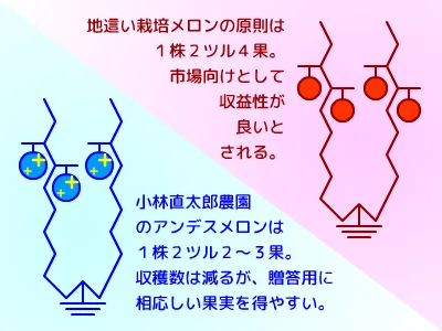 少果栽培ならば株の余力をメロン果実に上乗せできる