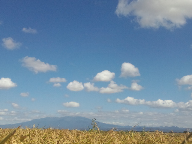 稲穂と鳥海山