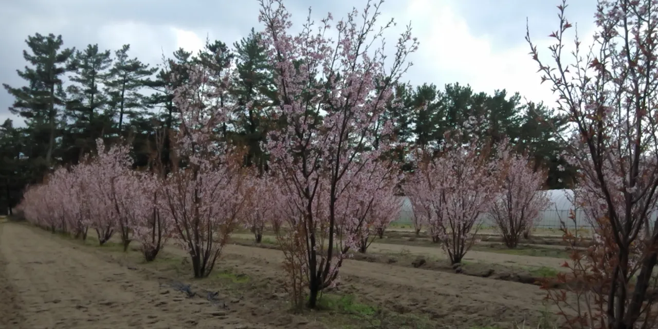 畑で満開を迎えた啓翁桜
