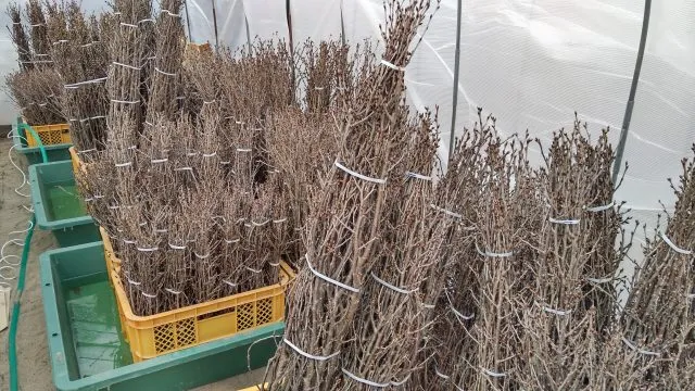 温床で開花促進し桃色が見えたら出荷