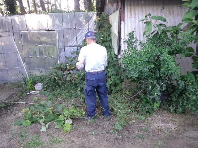 趣味のブドウを手入れするヤスヒコ